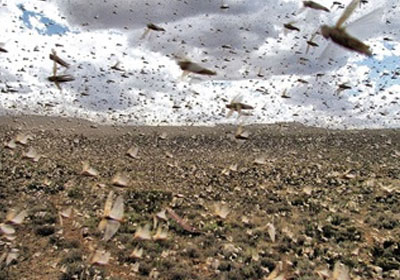 أسراب محدودة من الجراد فى مناطق متفرقة من قطاع غزة